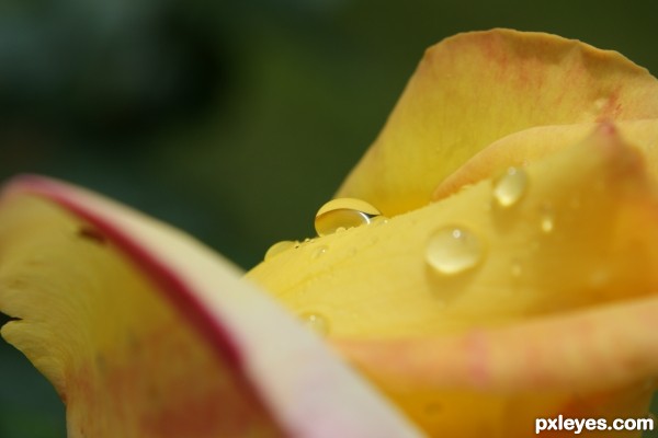 Raindrops on rose